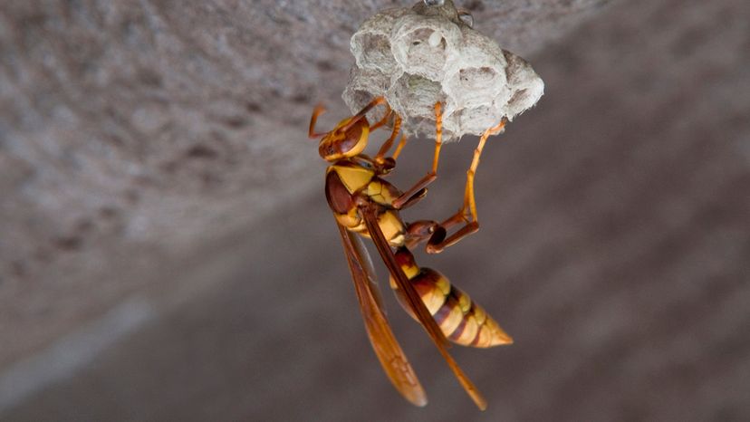 Paper wasp