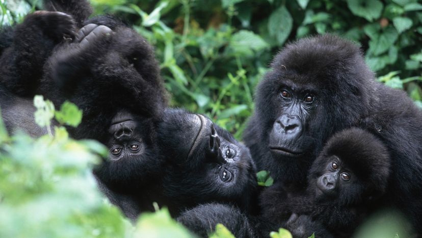 Four gorillas relax in greenery