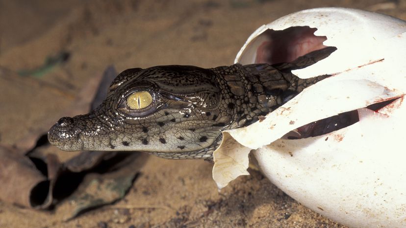 Baby crocodile hatching from an egg