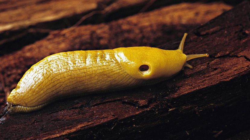 Banana slug