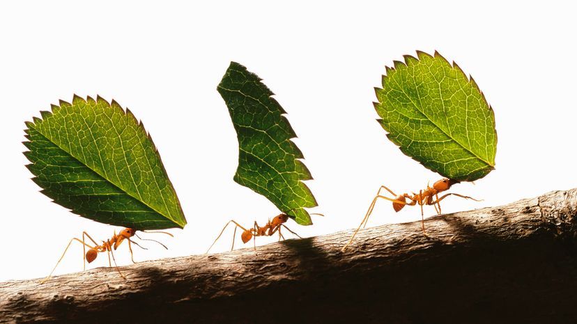 Leafcutter ants