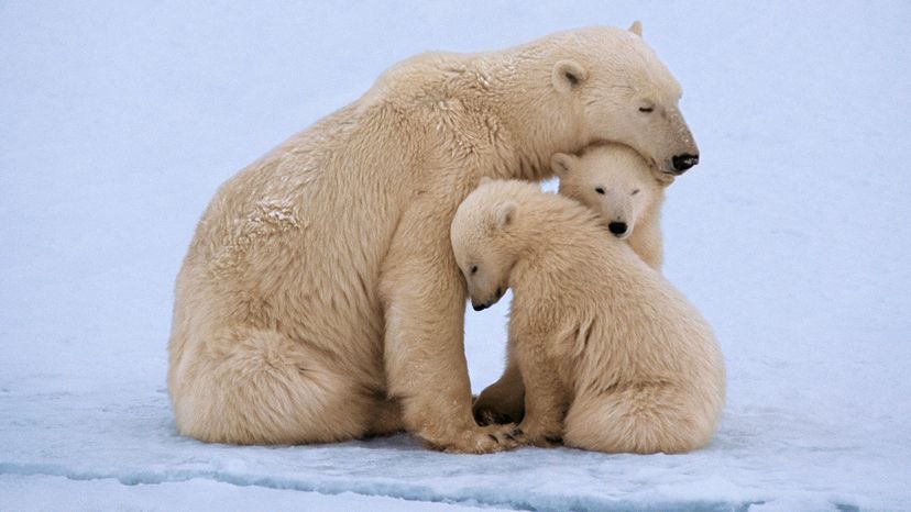 Polar bears