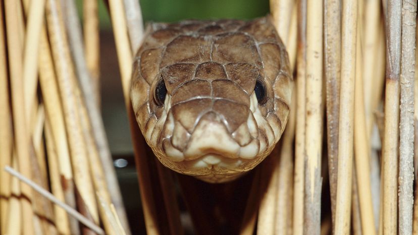 Egyptian cobra