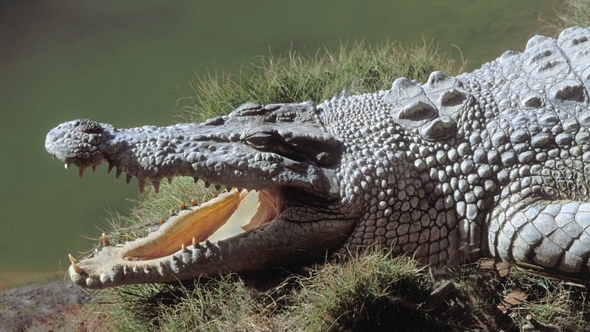 A croc beside the water waits with an open mouth