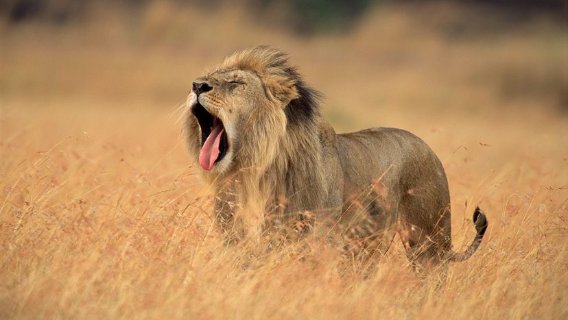 Lion yawns on Masai Mara National Reserve in Kenya