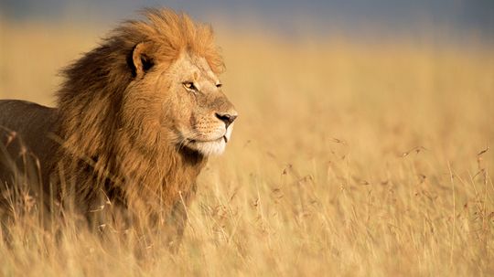 The Lion Is a Relatively Slow Yet Formidable Predator