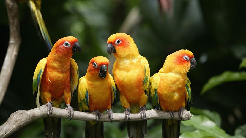 Sun Conure