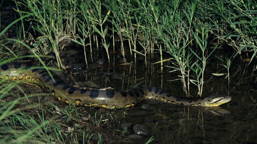 Green anaconda