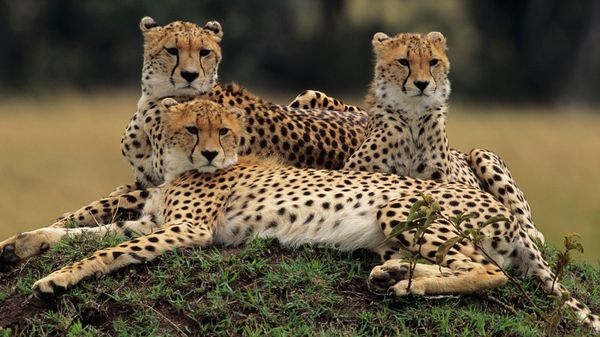 Three cheetahs lounging on the Masai Mara National Reserve