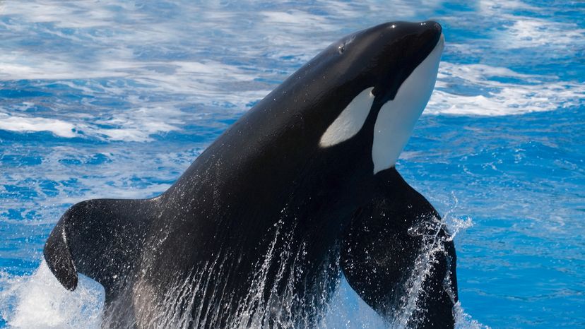 The True and Tragic Story of Tilikum, SeaWorld's Captive Orca ...