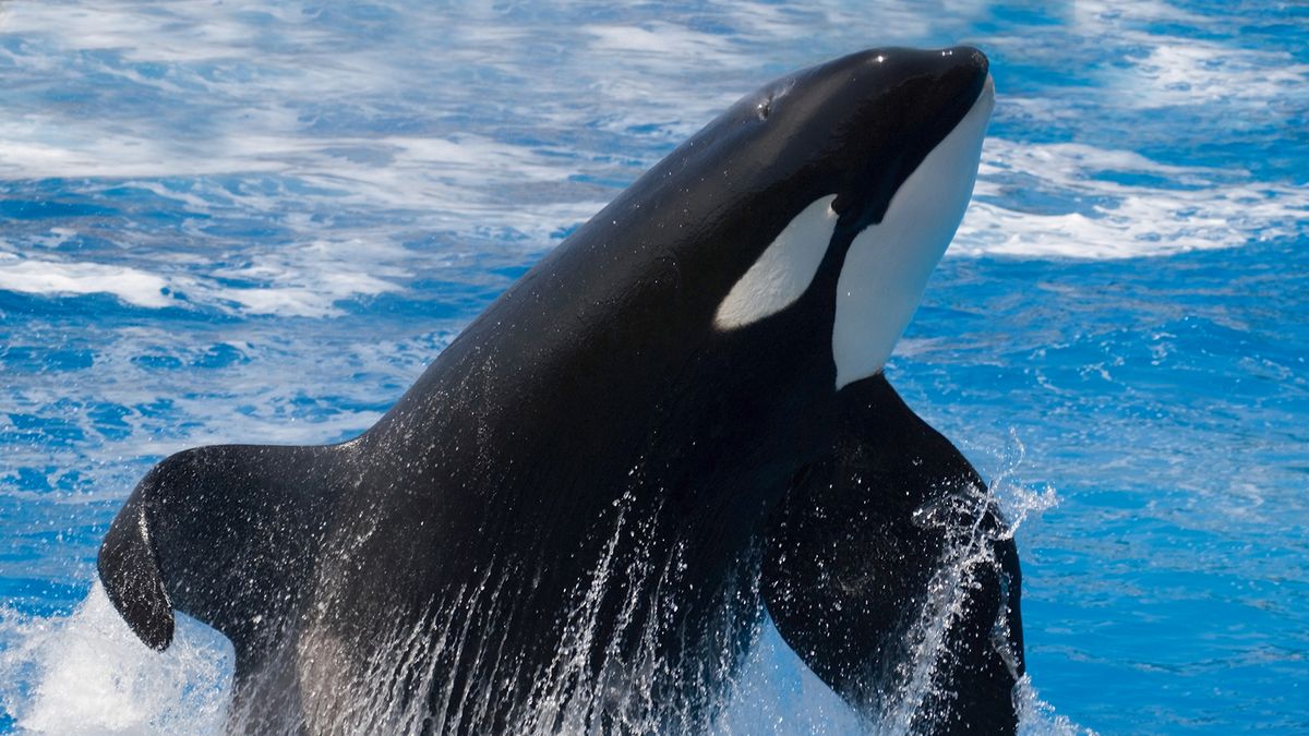 The True and Tragic Story of Tilikum, SeaWorld’s Captive Orca