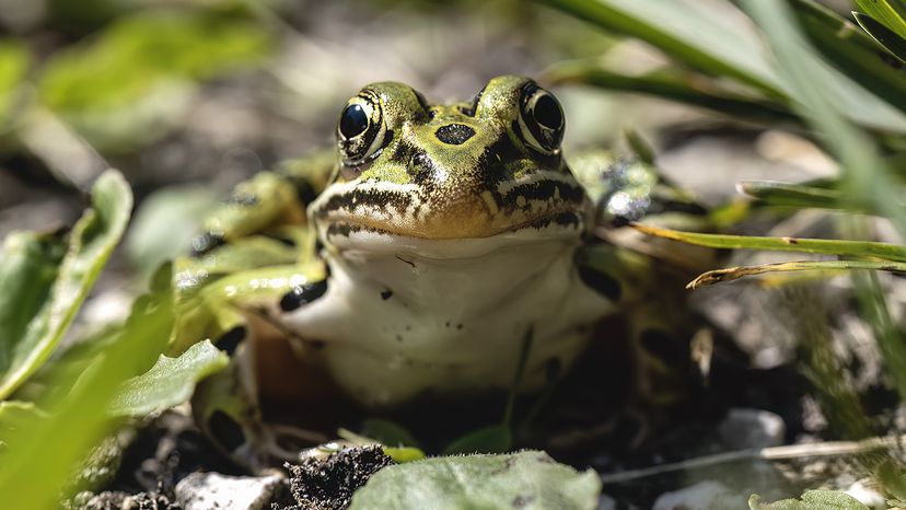 leopard frog