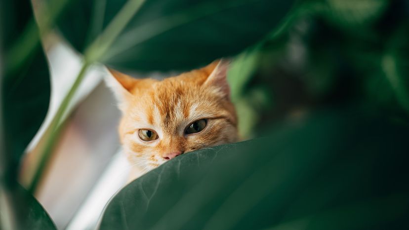 Cat with plants