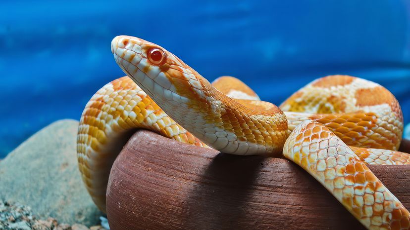 orange and yellow snake in a clay pot with blue water in background