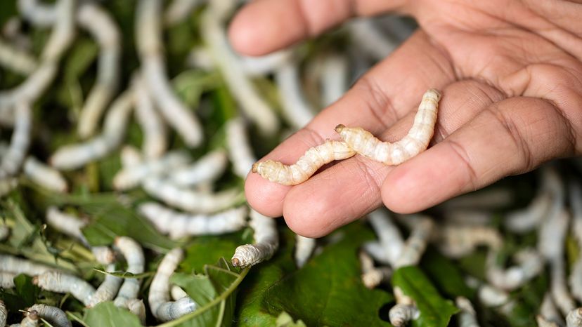 insect larvae