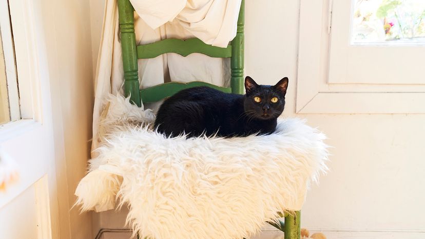 Black cat