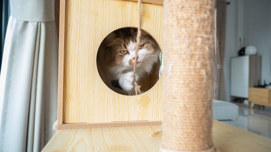 DIY Cat Tree: 5 Steps to Building a Custom Cat Condo