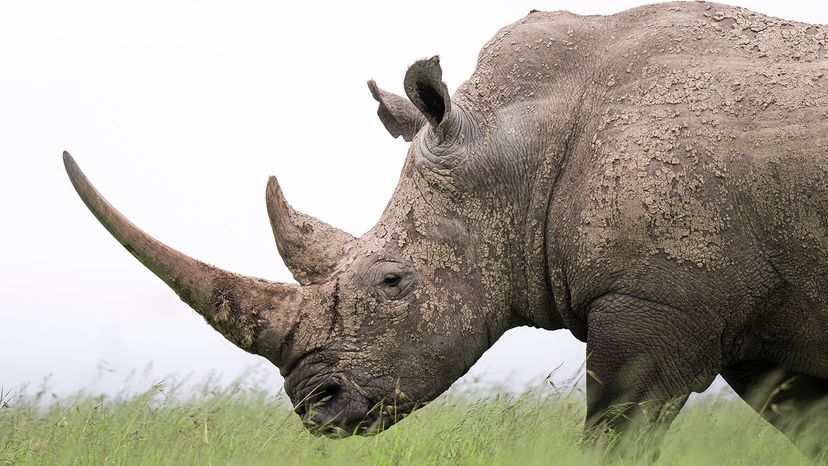 White rhino