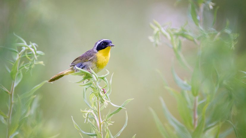 Common yellowthroat