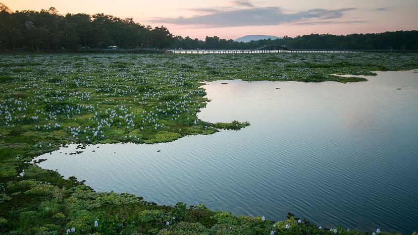 Water hyacinth flowers