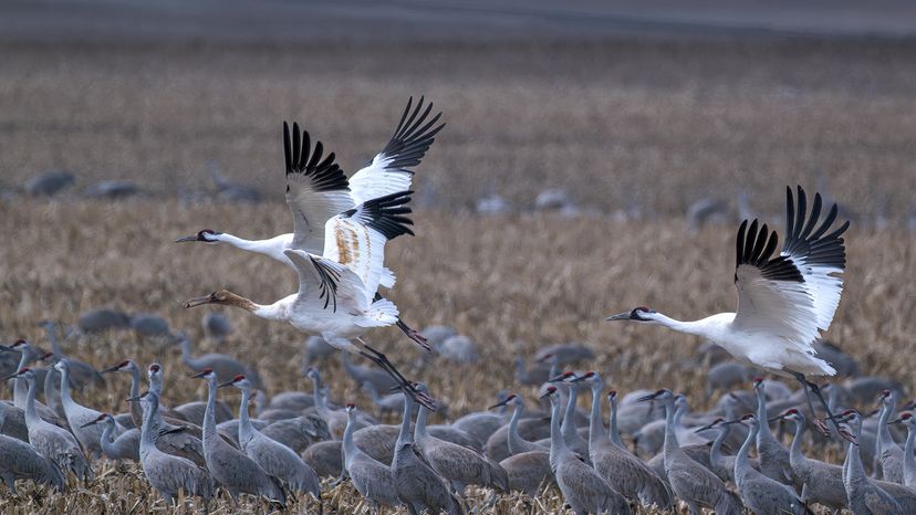 Whooping crane