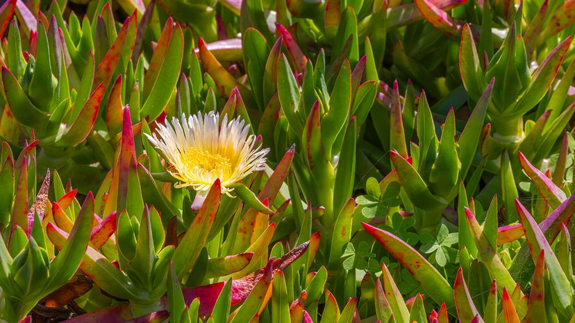 Ice Plant