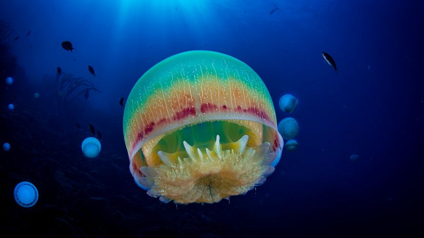 green, orange, and red jellyfish with no trailing tentacles