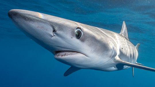 'Cocaine Sharks' Make Waves Off Coast of Brazil