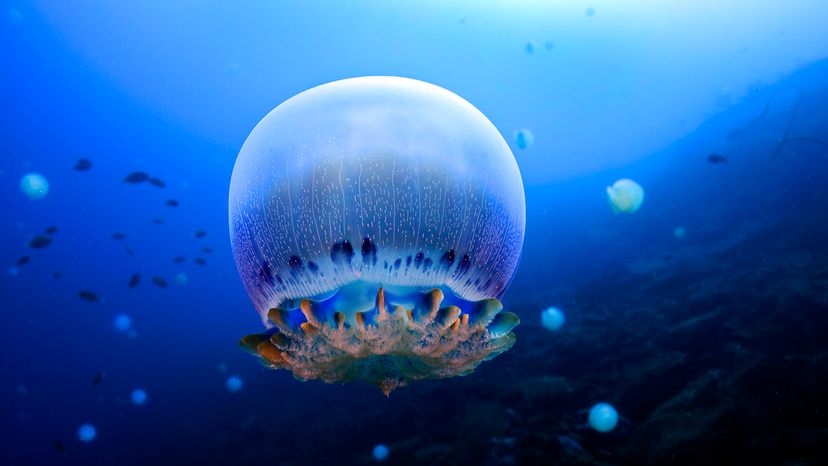 Cannonball jelly