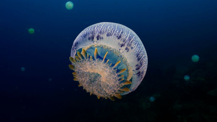 Cannonball jellyfish