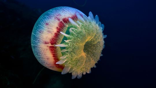 8 Most Dangerous Jellyfish and 1 Stinging Imposter