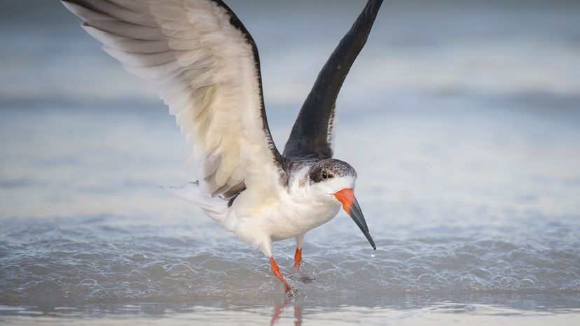 Black skimmer