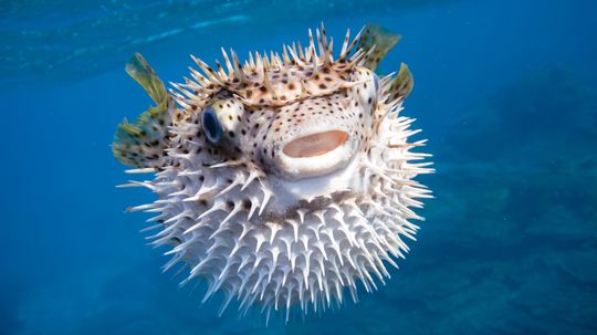 The Pufferfish Really Isn't Happy to See You