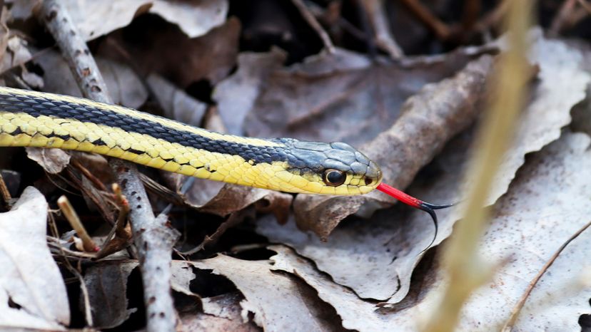 Garter snake