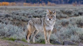 Coyote