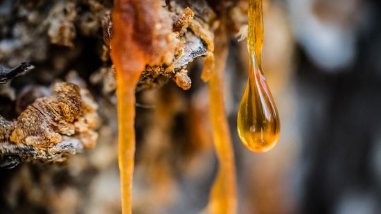 How to Get Sap Out of Clothes: Step-by-step Instructions