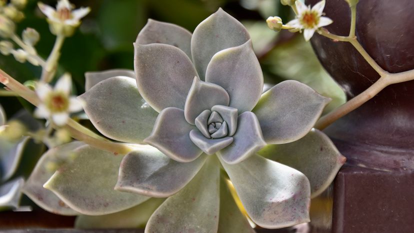 Ghost Plant
