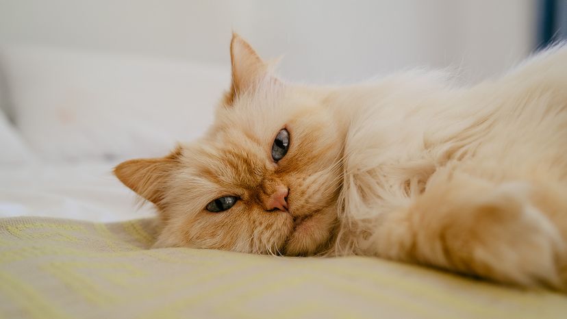 Persian Cat