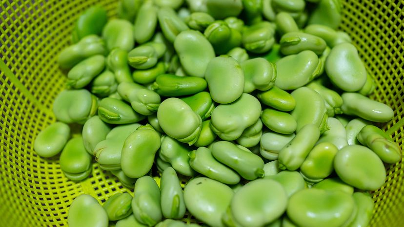 Broad Beans