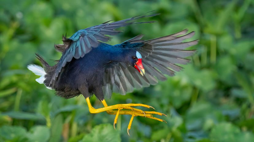 Purple Gallinule