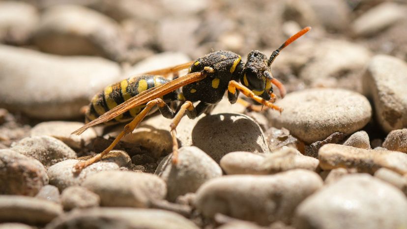 European paper wasp