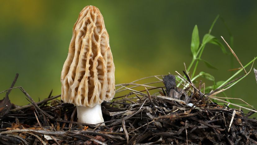 mushroom