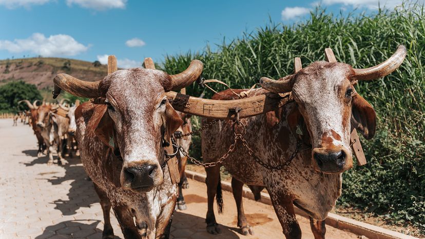 Ox