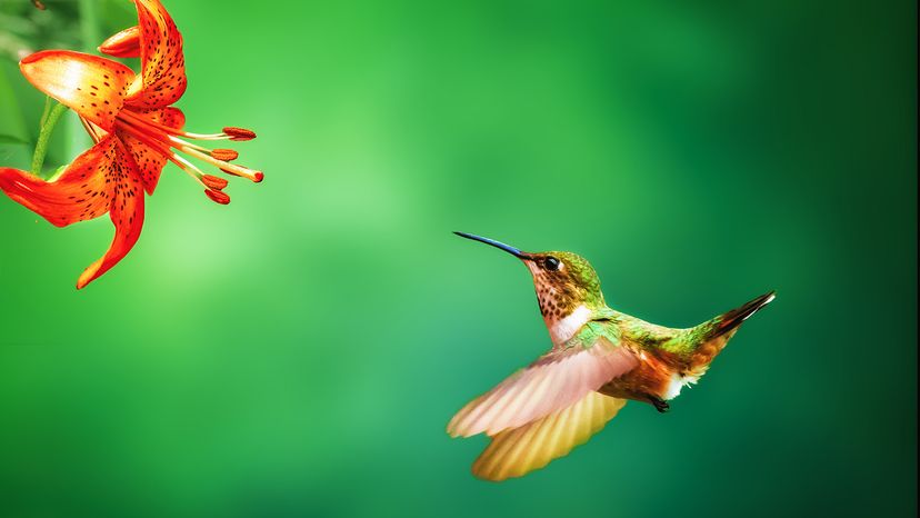 Rufous hummingbird