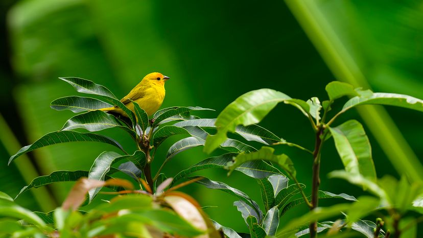 Saffron finch