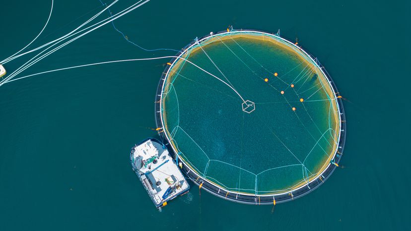 Salmon farming