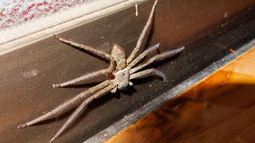 huge spider on baseboards