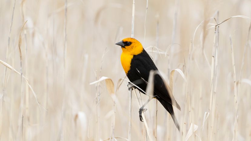 Yellow-headed blackbird