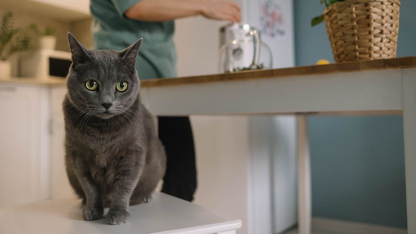 El Gato Doméstico