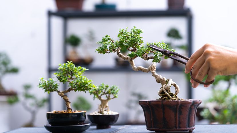 Bonsai tree